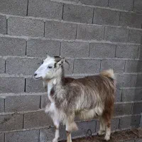 بز جوان ۱ ساله حدود ۴۰ کیلویی گوسفند|حیوانات مزرعه|رشت, بازار|دیوار