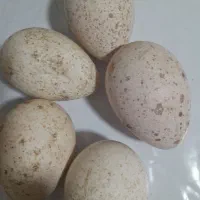 تخم بوقلمون نطفه دار