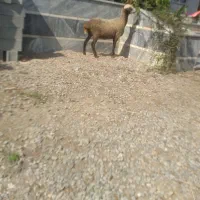 دوراس گوسفند داشتی قوچ خورده طواردار درشت دوقلوزا