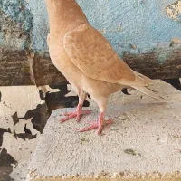 جوجه نر زرد پلاکی|پرنده|اهواز, بهارستان|دیوار