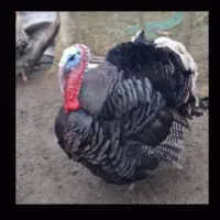 ۱۶ تا بوقلمون