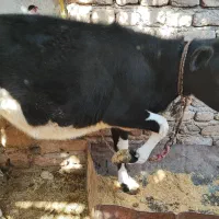 فروش یک عدد گاو و گوساله|حیوانات مزرعه|بم, |دیوار