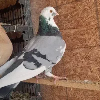 ۸عدد کبوتر فروشی فقط ۱۵۰۰تومن