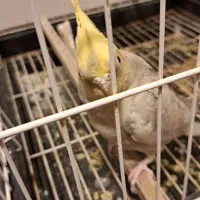 طوطی عروس هلندی|پرنده|مرند, |دیوار