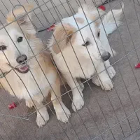 فروش سگ پامر اشپیتز