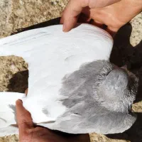 کبوتر شهری یال چپ الماسی گلدار