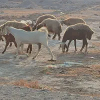 بز پاکستانی|حیوانات مزرعه|بوشهر, |دیوار