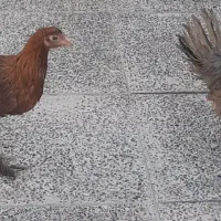 با ریک وخروس محلی