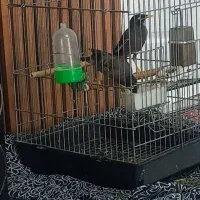 مرغ مینا سخنگو|پرنده|قدس, شهر‌قدس|دیوار