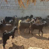 ۳۶بز ۵۰کهره|حیوانات مزرعه|آبپخش, |دیوار