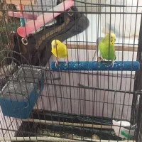 مرغ عشق مولد با ۲تاجوجه