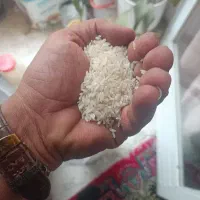 برنج طارم هاشمی درجه یک مصرفی خومون هستش