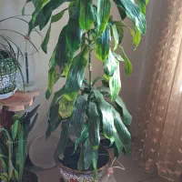 گلهای اپارتمانی|گل و گیاه طبیعی|یزد, |دیوار