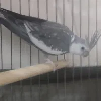 پرنده|پرنده|قشم, |دیوار