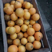 پرتقال|خوردنی و آشامیدنی|رحیم‌آباد, |دیوار