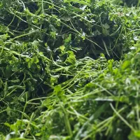 سبزی سبزیحات آماده مصرف بسته بندی فروشگاهی|خوردنی و آشامیدنی|تهران, افسریه جنوبی|دیوار