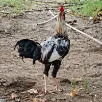 مرغ و خروس