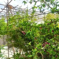 هرس ودرختکاری