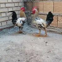 خروس عربی جوان