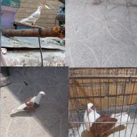 کبوتر دوکت|پرنده|اصفهان, شهرک زاینده رود|دیوار