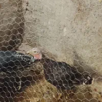 بوقلمون فروشی|حیوانات مزرعه|بم, |دیوار