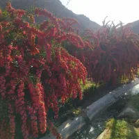 زرشک تازه خراسان