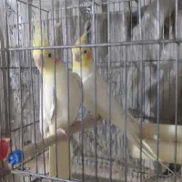 عروس هلندی لوتینوباجوجه|پرنده|قم, آذر (نکویی)|دیوار