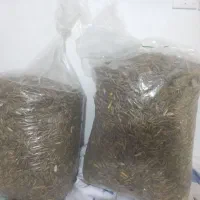 روغن الدار و تخمه