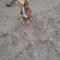 سگ شکاری
