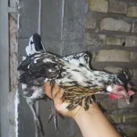 مرغ گلین