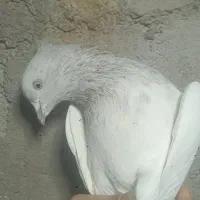 سینه شازده ...|پرنده|بم, |دیوار