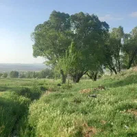 زمین چراگاه برای دام با آب