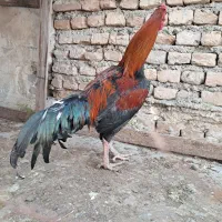 خروس لاری اصیل