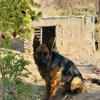 سگ ژرمن شپرد اصیل|سگ|کاشان, فاز ۱ ناجی آباد|دیوار