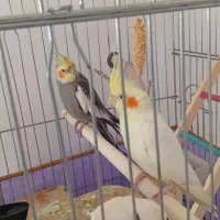 یه جفت عروس هلندی