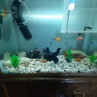 آکواریوم با تمام وسایل و اوکسیژن