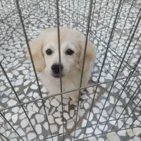 سگ کوچولو|سگ|اصفهان, خانه اصفهان|دیوار