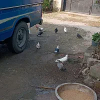 کبوتر همه رنگ|پرنده|سیاهکل, |دیوار