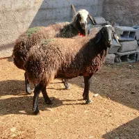 میش شال... کارخونه بره