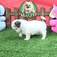 شیتزو سوپر فلت اصیل|سگ|مشهد, هنرستان|دیوار