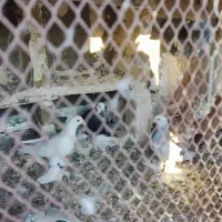 چند تا کبوتر|پرنده|اهر, |دیوار