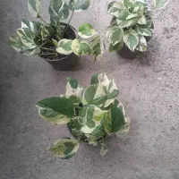 قلمه پتوس ریشه دار