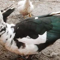 اردک اسراییلی اصیل