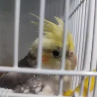 عروس هلندی|پرنده|کهک, |دیوار