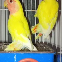 کوتوله برزیلی