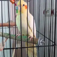 پرنده|پرنده|ساری, |دیوار