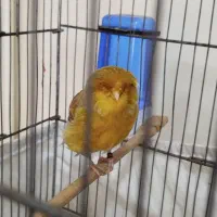 قناری کرست نر بخون