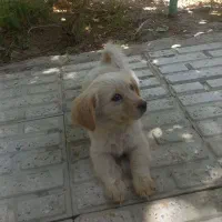 سگ آروم وباهوش