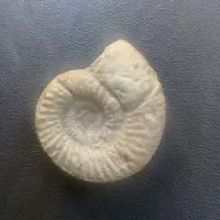 کلکسیون فسیل