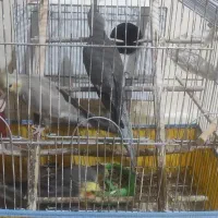 فروش دو عدد عروس هلندی